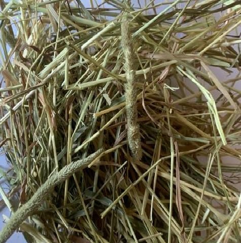 Timothy (Medium 1 KG) Grown in the UK