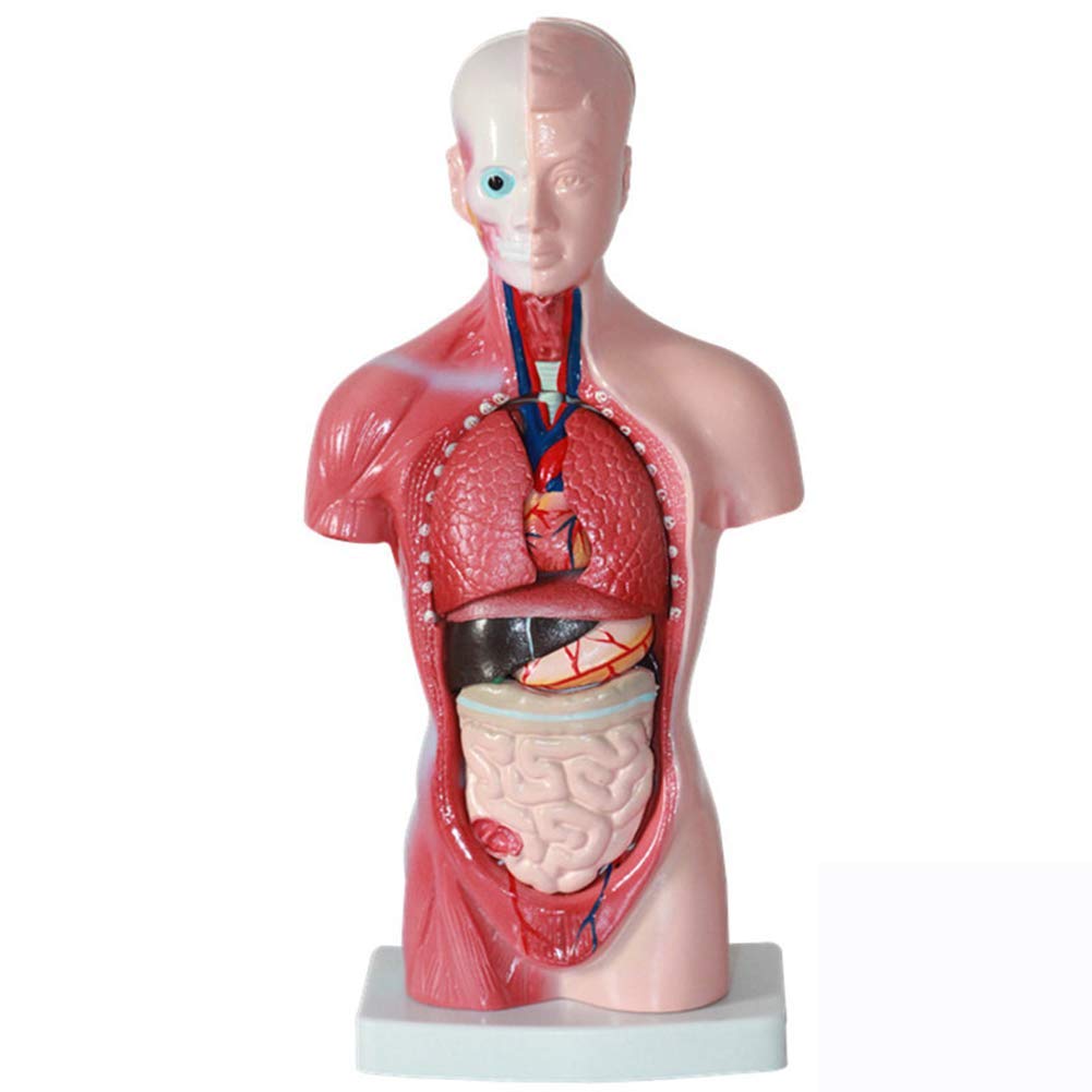 Modelo de Estructura de órganos anatómicos de Torso Humano (11 Pulgadas) - Muestra 15 órganos internos. Seguro de Calidad