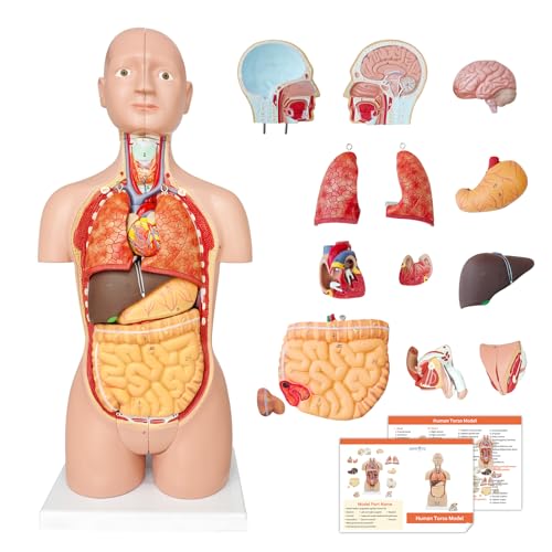 Image of JNMFTD Human Torso Anatomy Model 17 inch, 16 Part Dual-Sex Body Removable Model with Heart Brain Visceral Organ Muscular Layers Vessels Nerves Include Product Manual Card for Medical Scientific Education