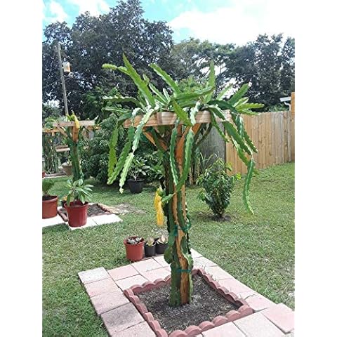 12" Dragon Fruit Cactus Plant W/ Pot Hylocereus Undatus Pitaya SELF Pollinating Cover