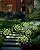LAMTREE Solar Pathway Lights,6 Pack Solar Lights Outdoor Waterproof,Outdoor Solar Lights for Yard,Lawn,Patios, Garden,Landscape,Walkway,Driveway