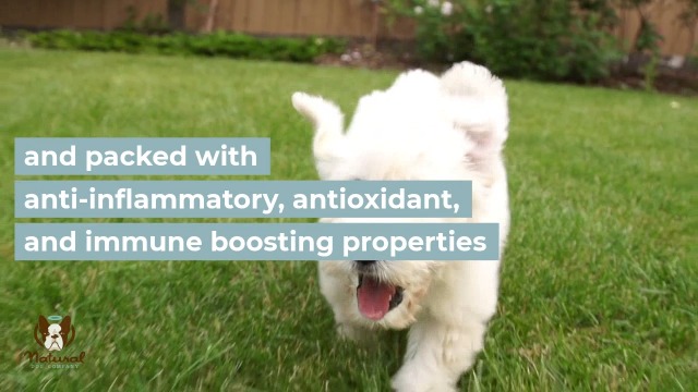 Natural-Dog-Company-Multivitamin-Supplement-with-Turmeric-and-Fish-Oil-35-Essential-Vitamins-Nutrients-Immune-System-Skin-Coat-and-Hip-Joint-Support-Duck-Sweet-Potato-Flavor-90-Chews