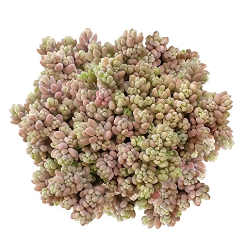 Sedum Dasyphyllum Minor Corsican Stonecrop (4 Inch) #TOP10