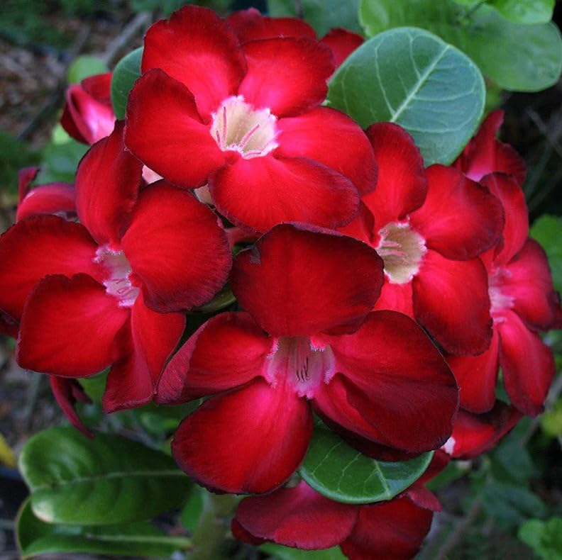 Desert Rose Adenium obesum red Bonsai Live Plant Desert Flower-1 Healthy Live Decorative Flowering Plant' 1Ft Height in Nursery Grow Bag for Home Garden