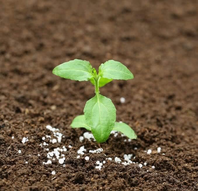 Image of Rama & Krishna Tulsi seeds Combo | Holy basil | Black Shyama | (Rama | Krishna Tulsi Combo)