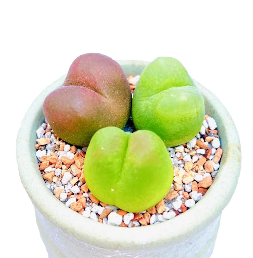 large red plant pots Buy Coco Pots Set of 4 – Handmade Ceramic Outdoor Planters 23