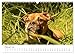 Beautiful Bulldogs (Wall Calendar 2026 DIN A3 Landscape), CALVENDO Monthly Calendar: Pictures of Readers