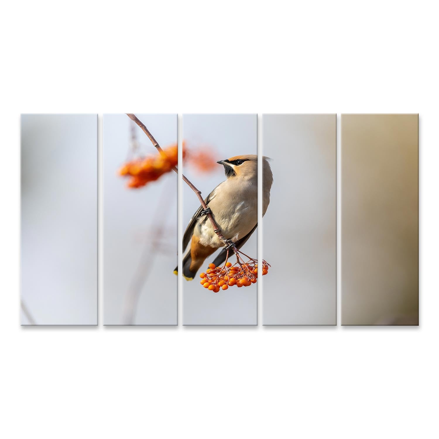 Tableau oiseau de la paix Bombycilla Garrulus impression sur toile premium de salon