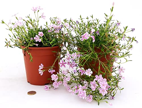 POWERS TO FLOWERS - PHLOX, FLOX ROSA BICOLORE, 2 PIANTE, VASO 13CM, Piante Vere