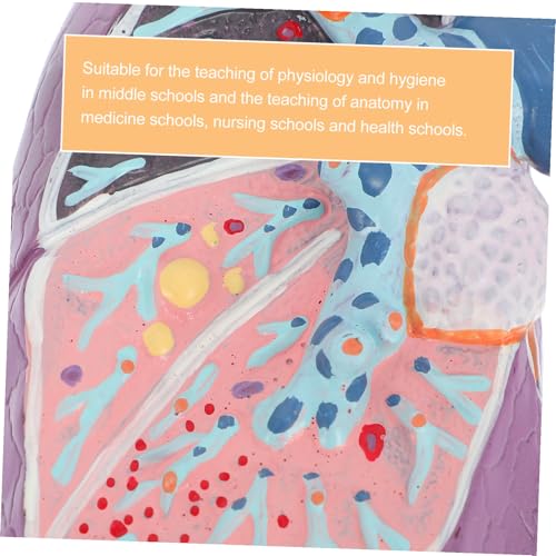 Poumon Pathologique de Fumeur Modèle Anatomique de Formation Médicale - 7