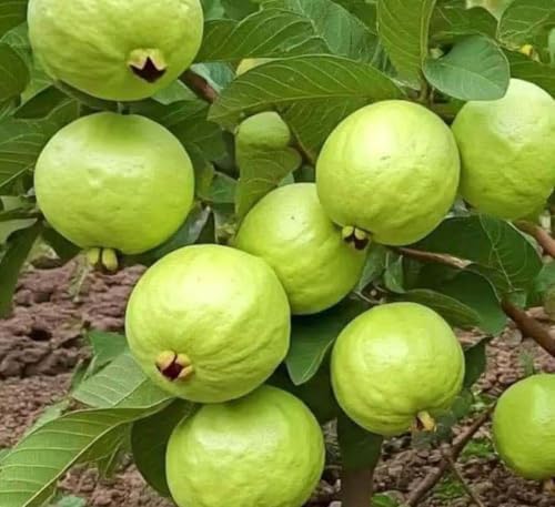 Image of Safeda Round Green Seedless Hybrid Guava Plant - Sweet White Flesh Amrud Tree | Rare Grafted Fruit Plant for Home Garden,CF SG44
