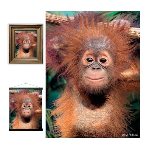 3D LiveLife Lenticular Cuadros Decoración - Orangután de Deluxebase. Poster 3D sin marco de monos. Obra de arte original con licencia del reconocido artista, David Penfound