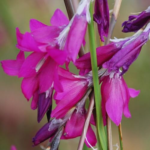 Plant World Seeds - Dierama Pulcherrimum 'BlackBerry Bells' Seeds (Perennial Flower Seeds)