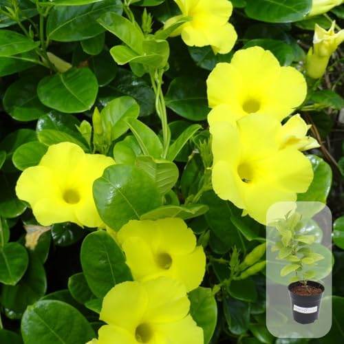 Image of Indian Gardens - Creeper Plant | Ornamental Climber for Balcony, Terrace & Garden | Easy to Grow Plant in 4 inch Pot (Allamanda)