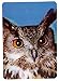 Ravensden 3 D Magnet Eule 11x7,5cm Kühlschrankmagnete Tiere Eulen Vogel