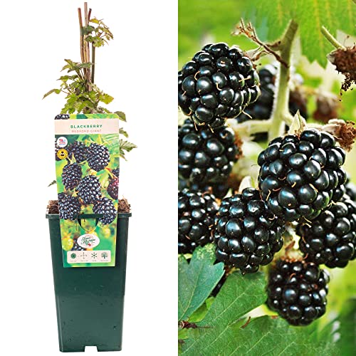 BlackBerry Rubus Bedford Giant | Delicious Fruit Plant Shrub | 30-50cm Potted