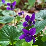 viola odorata sulphurea Las de interior pueden hacer que su hogar sea más hermoso agregando humedad interior, purificando el aire, mejorando el estado de ánimo y aliviando la sequedad.