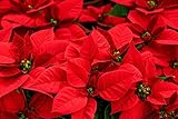 Generic Fresh 100 pcs Poinsettia Plant Seeds for Planting Red