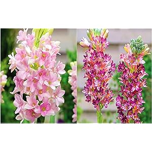 Tuberose Bulbs High Survival Rate Strange Flower Strong Hardy-5 Bulbs:Seeds only