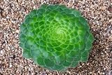 Aeonium Tabuliforme Seeds, 5 Seeds Included, Rare Succulent Plant
