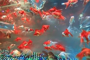 1.5-2.5 Inch Medium Red White Fantail Live Goldfish for Pond