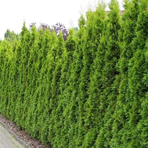 Thuja Smaragd Lebensbaum – Thuja occidentalis in verschiedenen Höhen