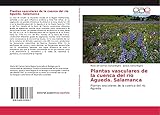 VDM Verlag