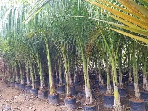 S. D ENTERPRISE Organic Best Cuban Royal Palm Live Plant (B0CMXBJ62Q) Amazon Price History, Amazon Price Tracker