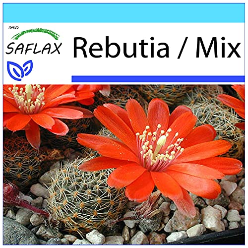 SAFLAX - Kit cadeau - Cactus nain argentin - 40 graines - Rebutia/Mix