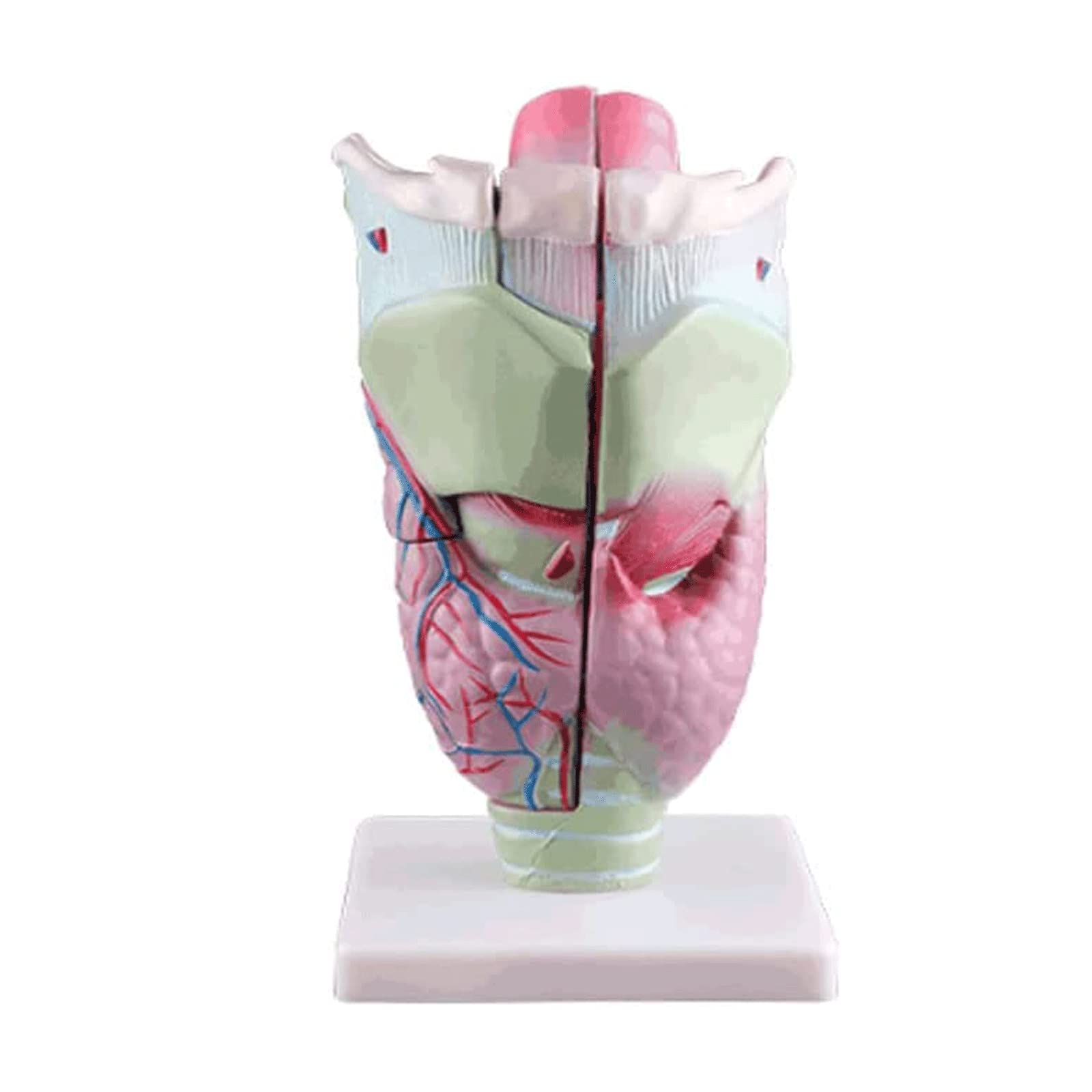 GTHTUHFD Skeleton Model Anatomy Model Laryngeal Anatomy Model Human Organs Model Human Model Human Anatomy Model Human Organ Model Models