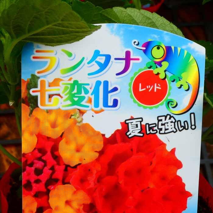 Amazon.co.jp: ランタナ 苗 レッド 赤花 1ポット 七変化 3.5号 花苗 夏