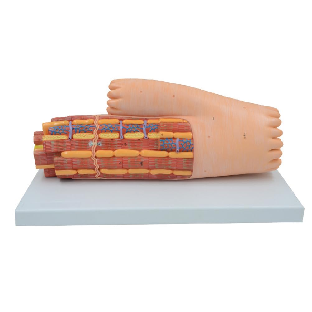 Modelo de anatomía de fibra muscular esquelética humana para laboratorio de ciencias, simulación realista, textura clara, duradero para uso a largo plazo, herramienta educativa para estudios de