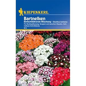 Kiepenkerl Bartnelken Einfachblühende Mischung 913