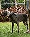 PETTOM Hundehalsband Verstellbare Nylon Hunde Halsband Atmungsaktives Reflektierend Halsband (Schwarz M)