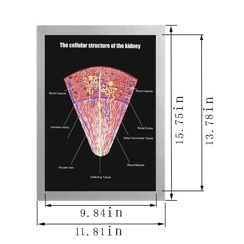 Image of Taanfu Body Educational Learning Anatomy Posters ，cellular structure Art Kidney Villi Anatomy Art Poster Digestive System Organs Illustration Small Intestine Physiology Anatomy Wall Art Villi