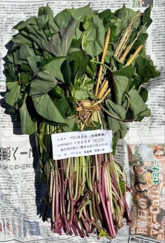 べにはるか サツマイモ苗」の人気商品一覧 | 安い商品を通販サイトから
