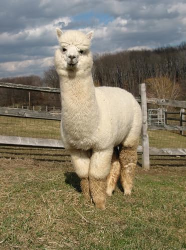Image of Warrior Alpaca Socks - Comfort Cushioned Retro Solid Quarter Crew for Adults - Unisex