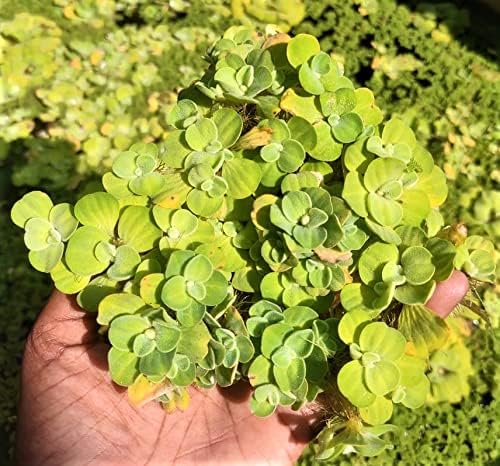 Dwarf Water Lettuce Live 20+ Plant | Water Cabbage Plant for Pond, Aquarium | Aquatic Pistia | Floating Plant (Pack of 20+)