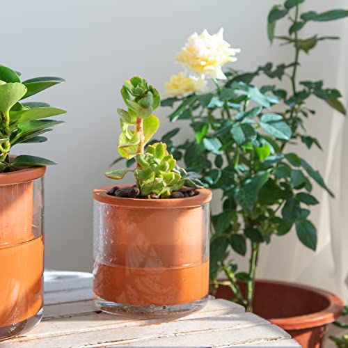 Phoenix Vine Self-Watering 4 Inch Terracotta Plant Pot, Set of 1