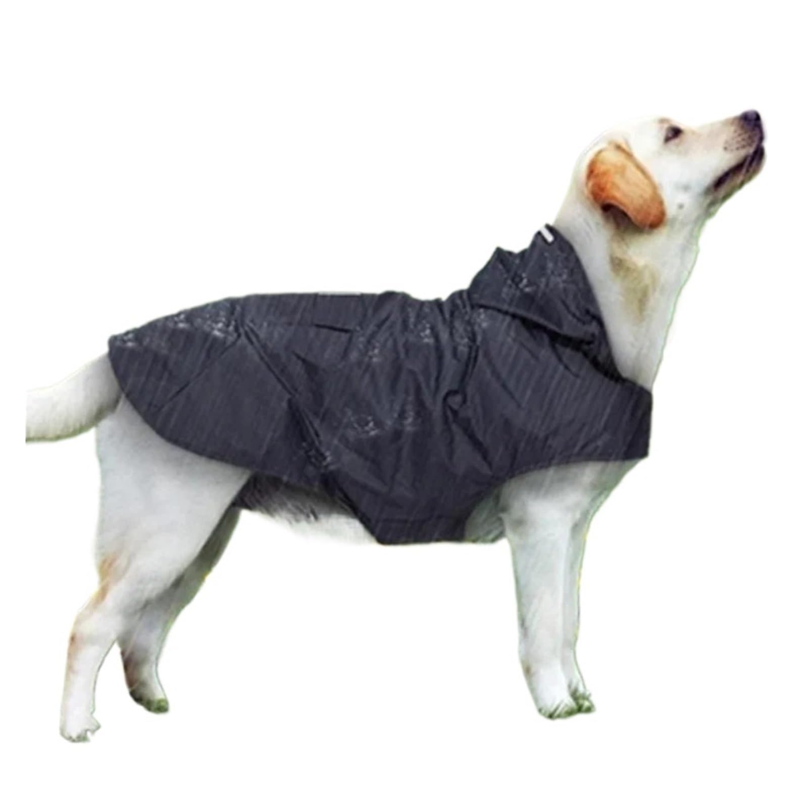 Imperméable pour chien afin d'éviter le poil mouillé et sale