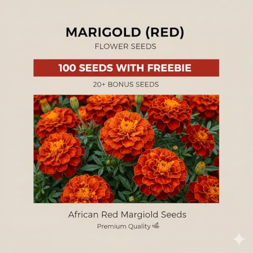 Image of African Marigold Flower Seeds Red F1 Hybrid | Winter Season Plant | Outdoor Gardening | Big Red Marigold | 100 Seeds Pack + 20 Free