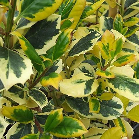 Ilex altaclerensis Golden King Holly Tree Cover