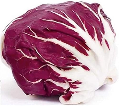 Palla Rosa Radicchio Seeds - Paquete de 25 semillas - Sin OMG - Un vegetal común utilizado ampliamente en toda Italia. Añade un toque de color