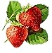 Waterslide Decals 4pcs (2.5"x3.5") Vintage Kitchen Strawberry FLONZ