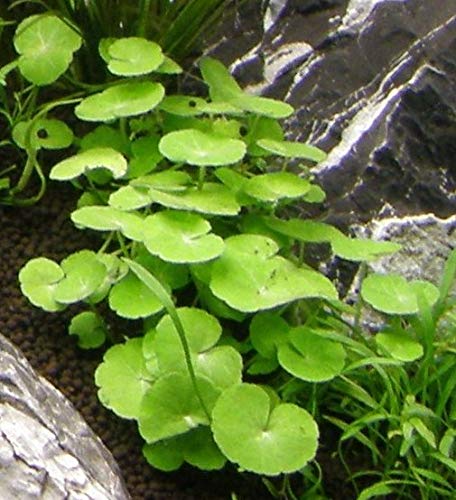 10 Töpfe + 10 Bund Wasserpflanzen, Aquarienpflanze