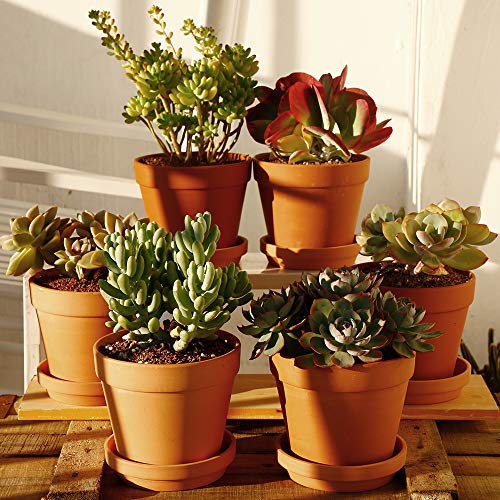 Terra Cotta Pots With Saucer- 6-Pack Large Terracotta Pot Clay Pots 5.5'' Clay Ceramic Pottery Planter Cactus Flower Pots Succulent Pot With Drainage Hole- Great For Plants,Crafts Terra Cotta Planter #TOP4