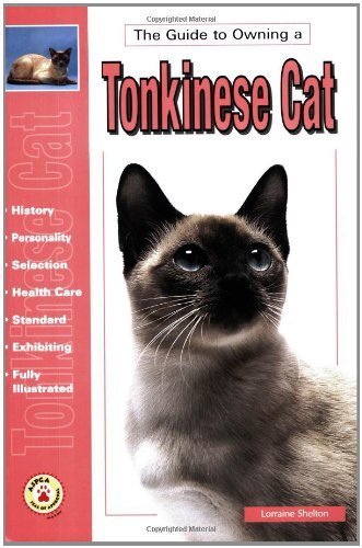 The Guide to Owning a Tonkinese Cat
