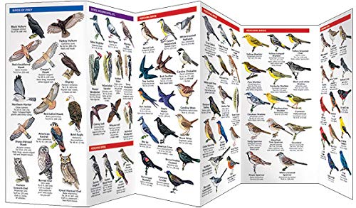 Delaware Birds: A Folding Pocket Guide To Familiar Species (Wildlife And Nature Identification) #TOP2