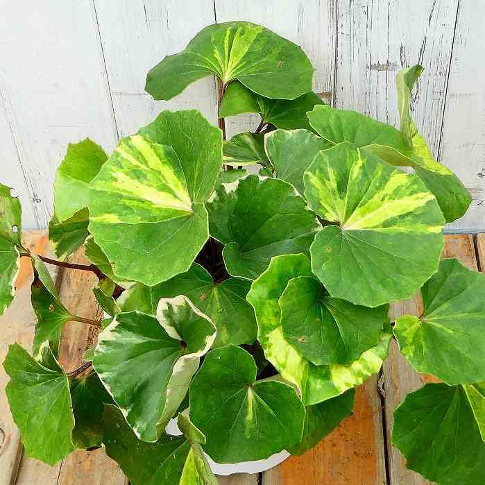 ✨ツワブキ 苗 6株 根付き✨抜き苗　山野草　農薬不使用　煮物がおいしいよ～ ✨ツワブキ 苗 6株 根付き✨抜き苗 山野草 無農薬 煮物が