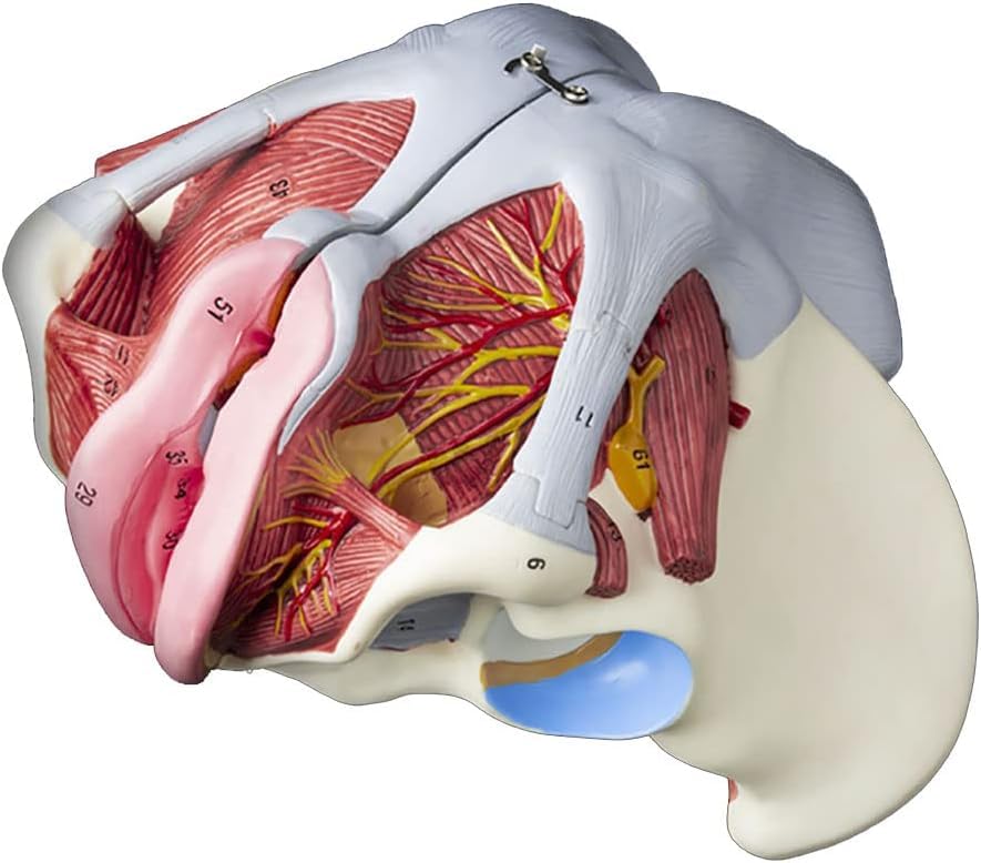 Amazon.co.jp: 女性の骨盤会陰モデル、骨盤底筋付き 1:1 実物大